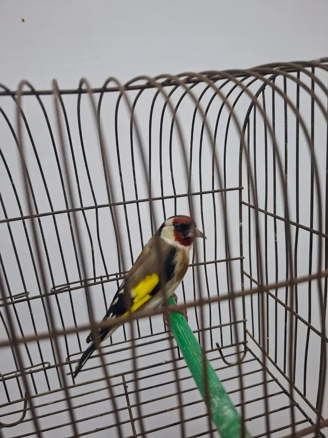 سهره نر بروجردی|پرنده|کارون, |دیوار