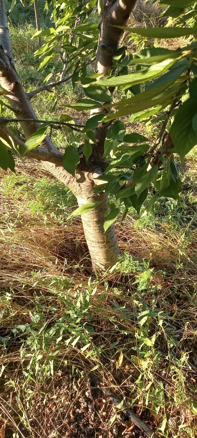 فروش چوب گیلاس|خدمات باغبانی و درختکاری|بیله سوار, |دیوار