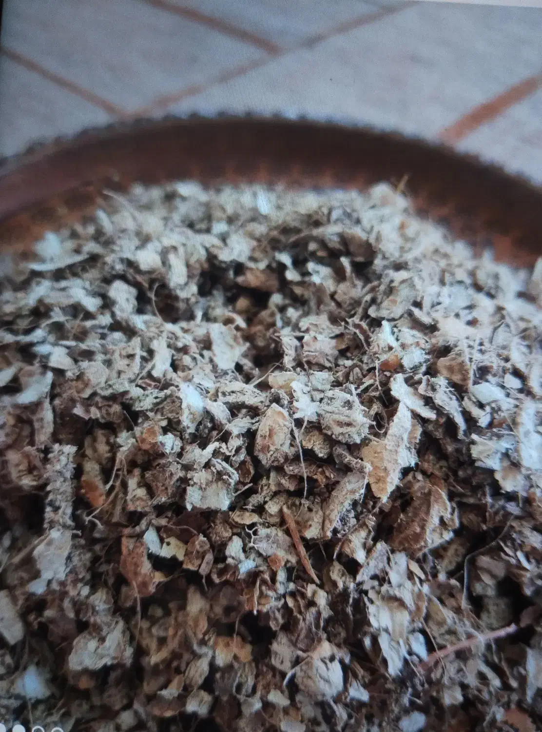 پوست بادام آسیاب شده برای دامداری|گل و گیاه طبیعی|رودبنه, |دیوار