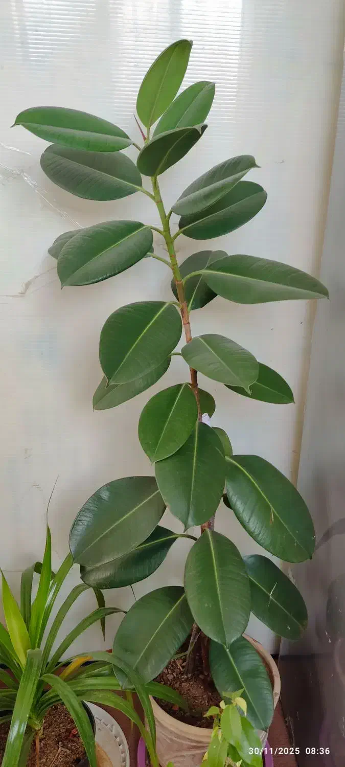 گل زیبای فیکوس|گل و گیاه طبیعی|اسفراین, |دیوار