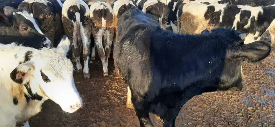 گوساله نر سیمینتال و هلشتاین|حیوانات مزرعه|زاویه, |دیوار