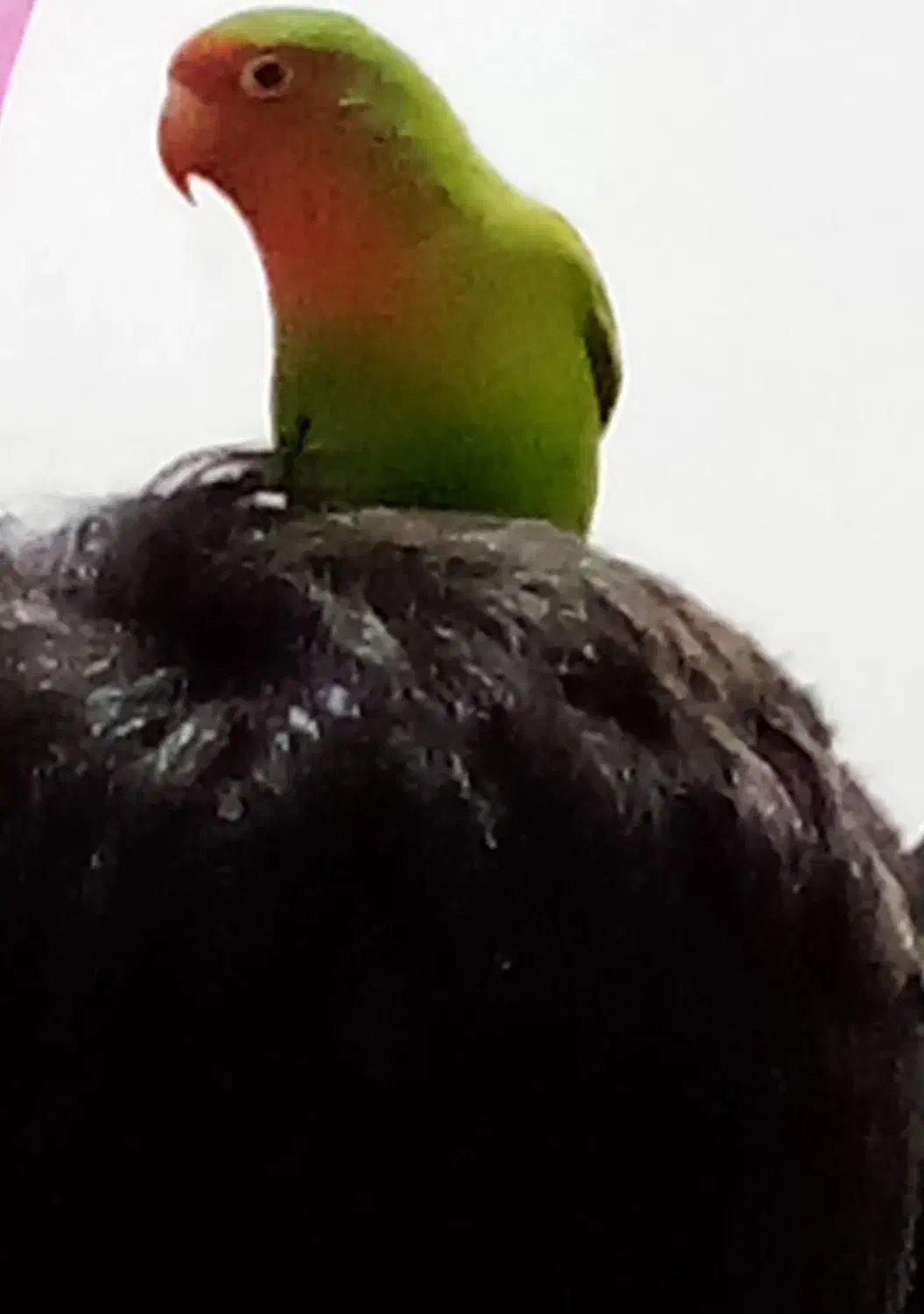 طوطی برزیلی رام|پرنده|مریوان, |دیوار