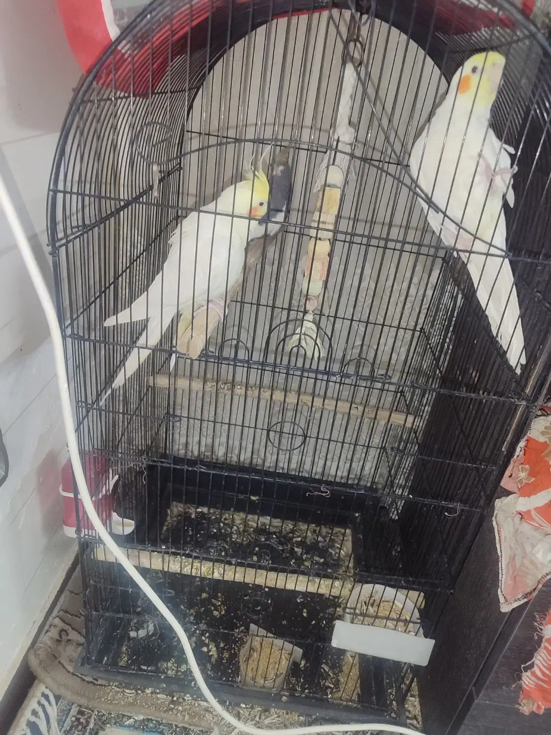 عروس هلندی سخن گو|پرنده|قم, نخودی|دیوار