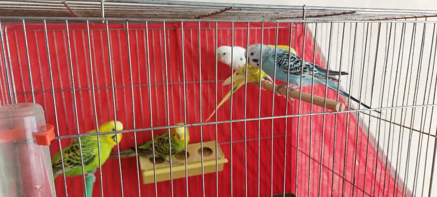 مرغ عشق درجه ۱|پرنده|فرخشهر, |دیوار