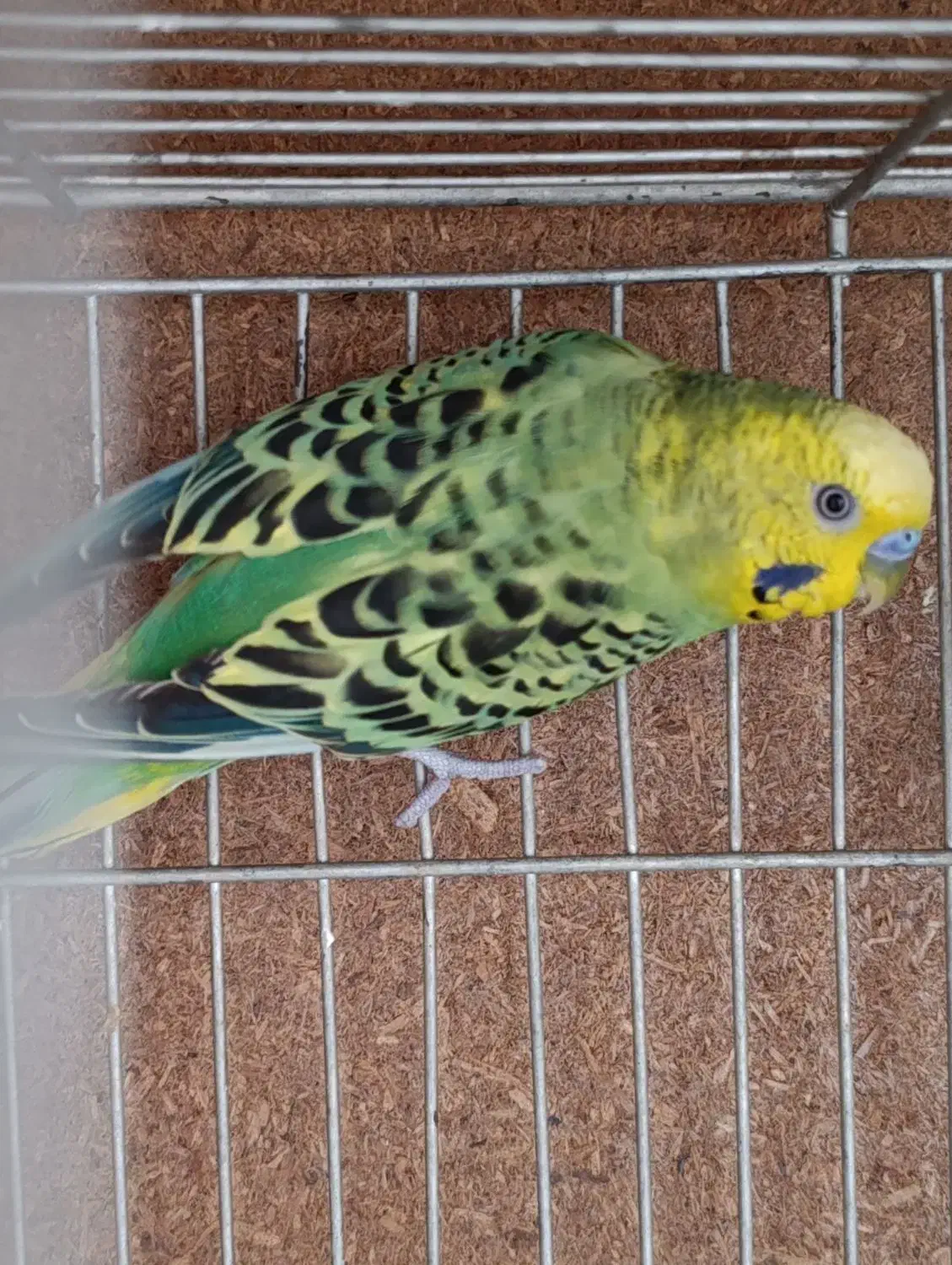 پرنده تزیینی|پرنده|اصفهان, باغ کاران|دیوار