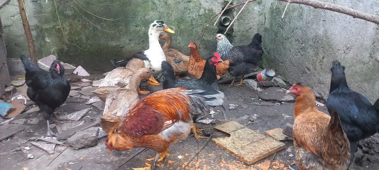 مرغ و خروس محلی تپلو|حیوانات مزرعه|کیاشهر, |دیوار