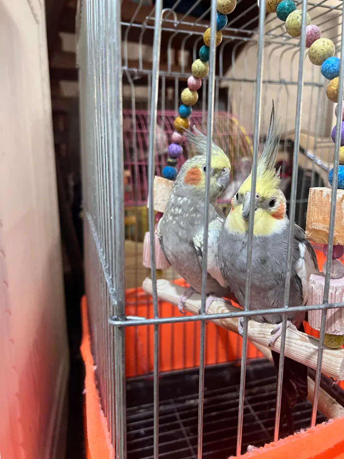 عروس هلندی سخنگو همراه چهار تخم|پرنده|قدس, شهرقدس|دیوار