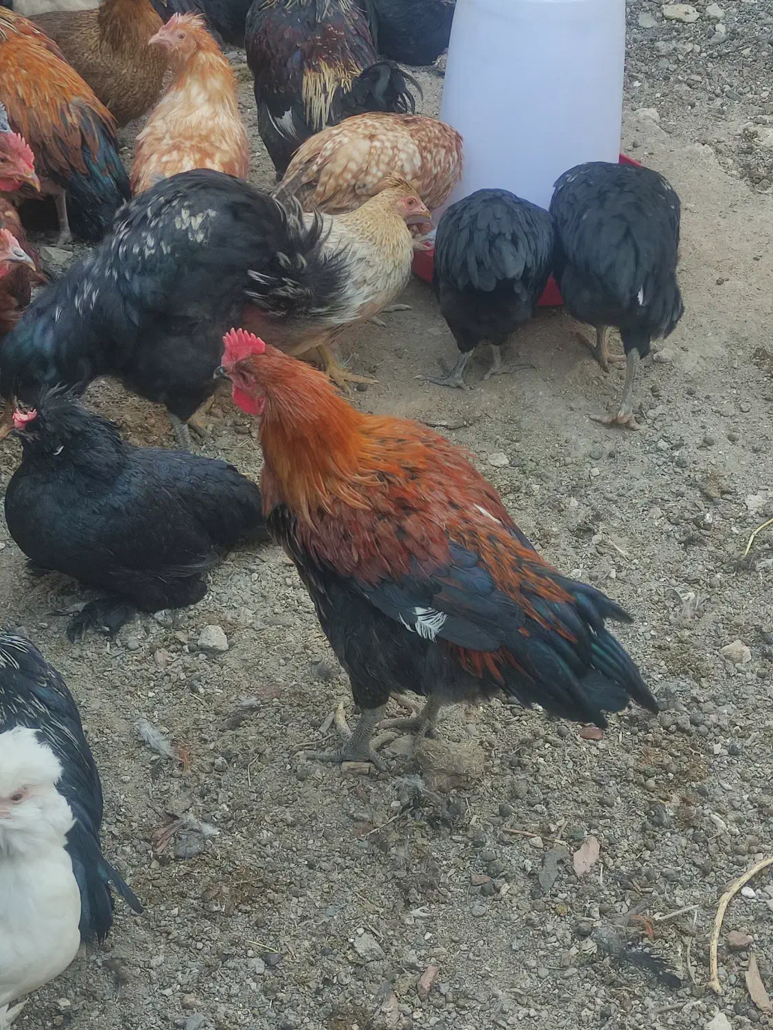 خروس گوشتی|حیوانات مزرعه|کاشان, طاهرآباد|دیوار