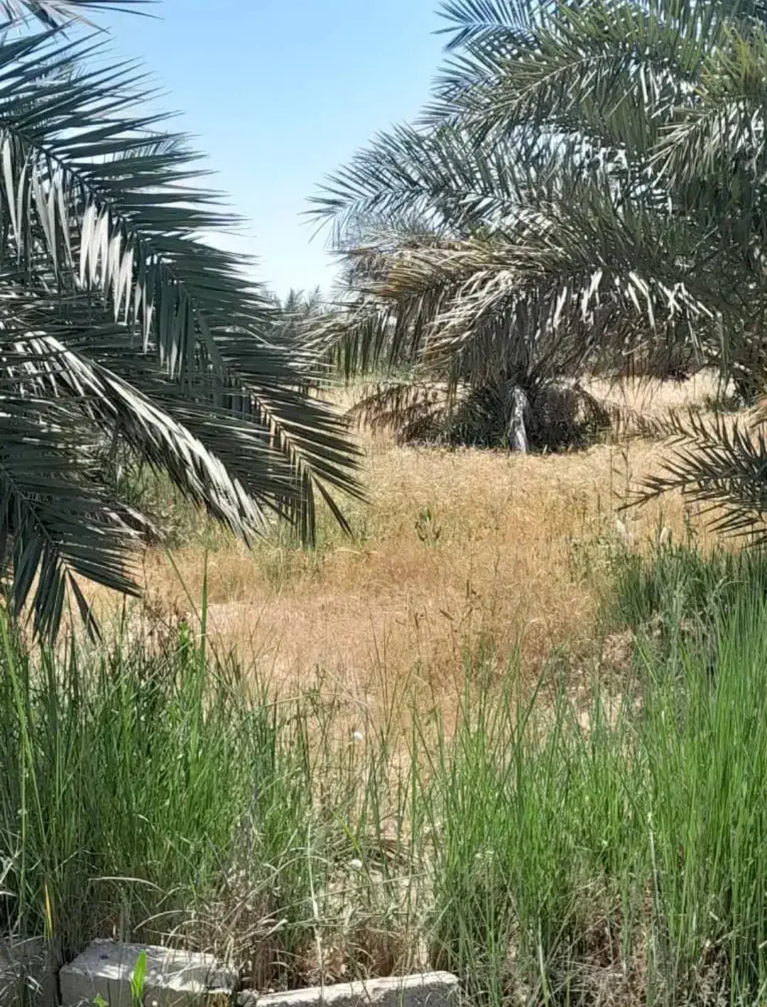 ۵ هکتار زمین حفار شرقی فرصت طلایی...عکس تزینی|فروش زمین و ملک کلنگی|آبادان, |دیوار