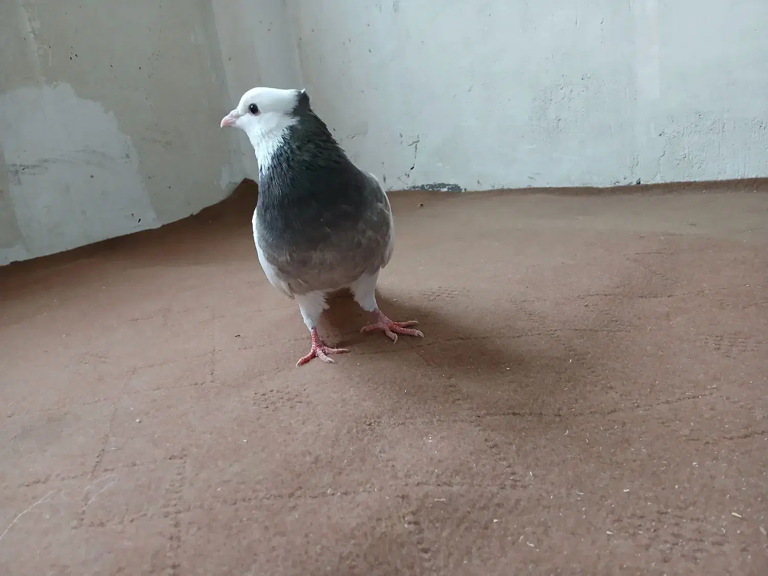 کلفه بیز ککیل ۸۰۰|پرنده|اردبیل, |دیوار