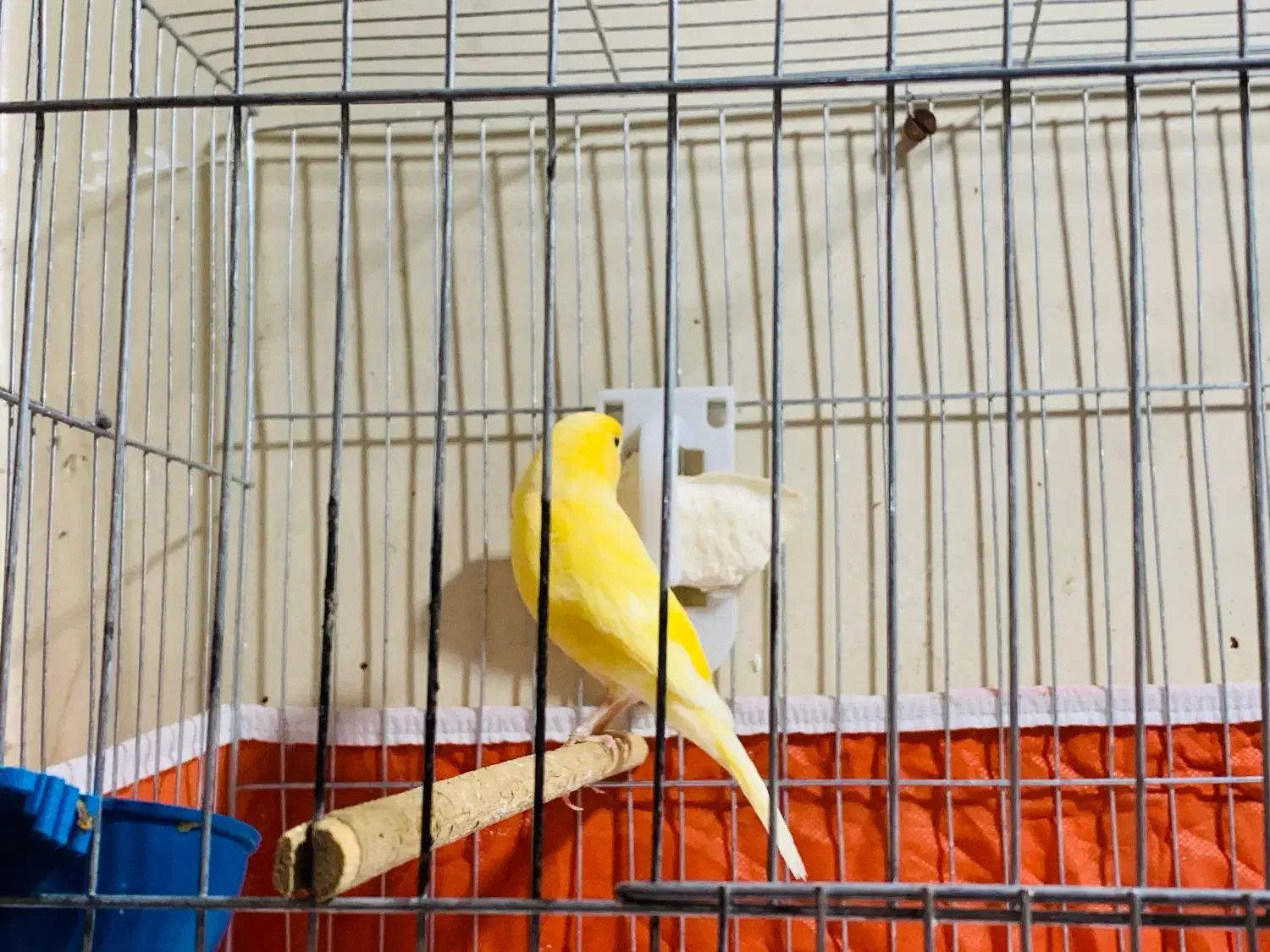 قناری نرمست|پرنده|کارون, |دیوار