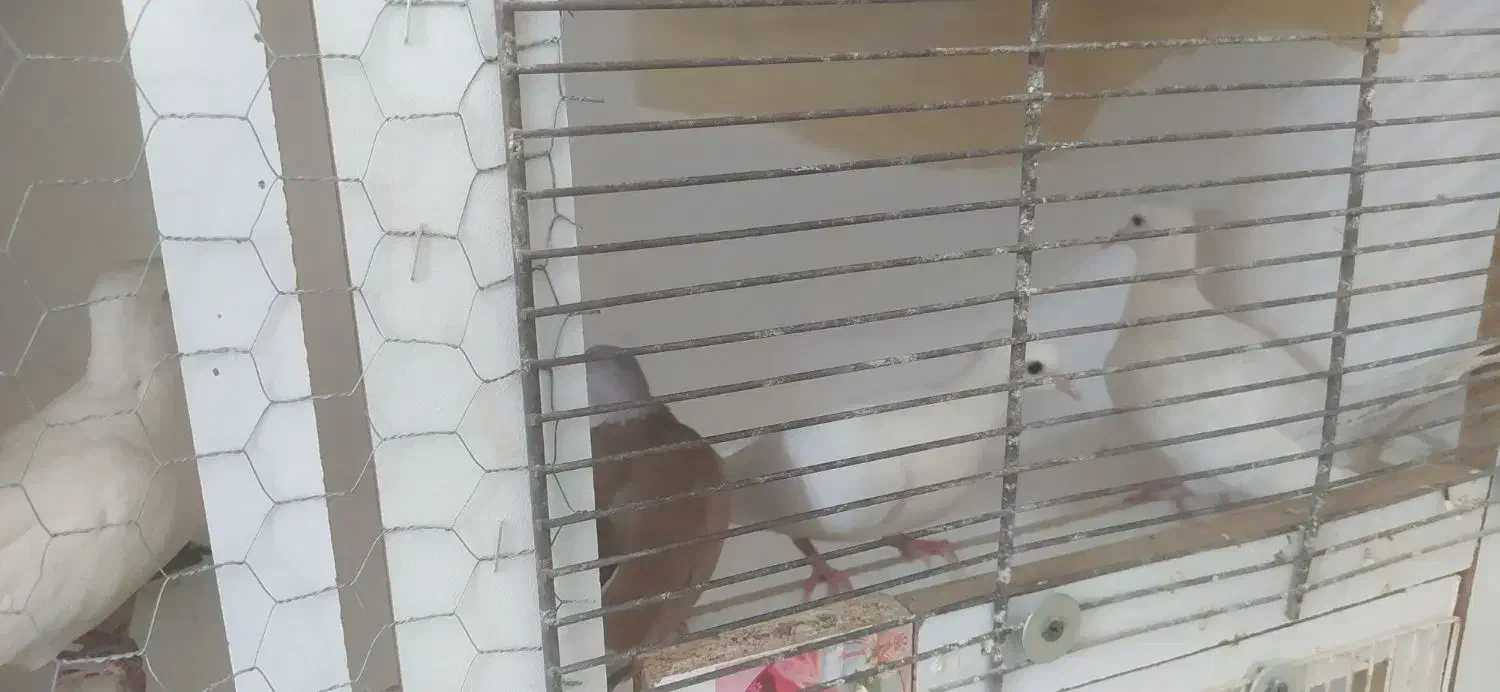 فروش نروماده بزرگ|پرنده|اردکان, |دیوار