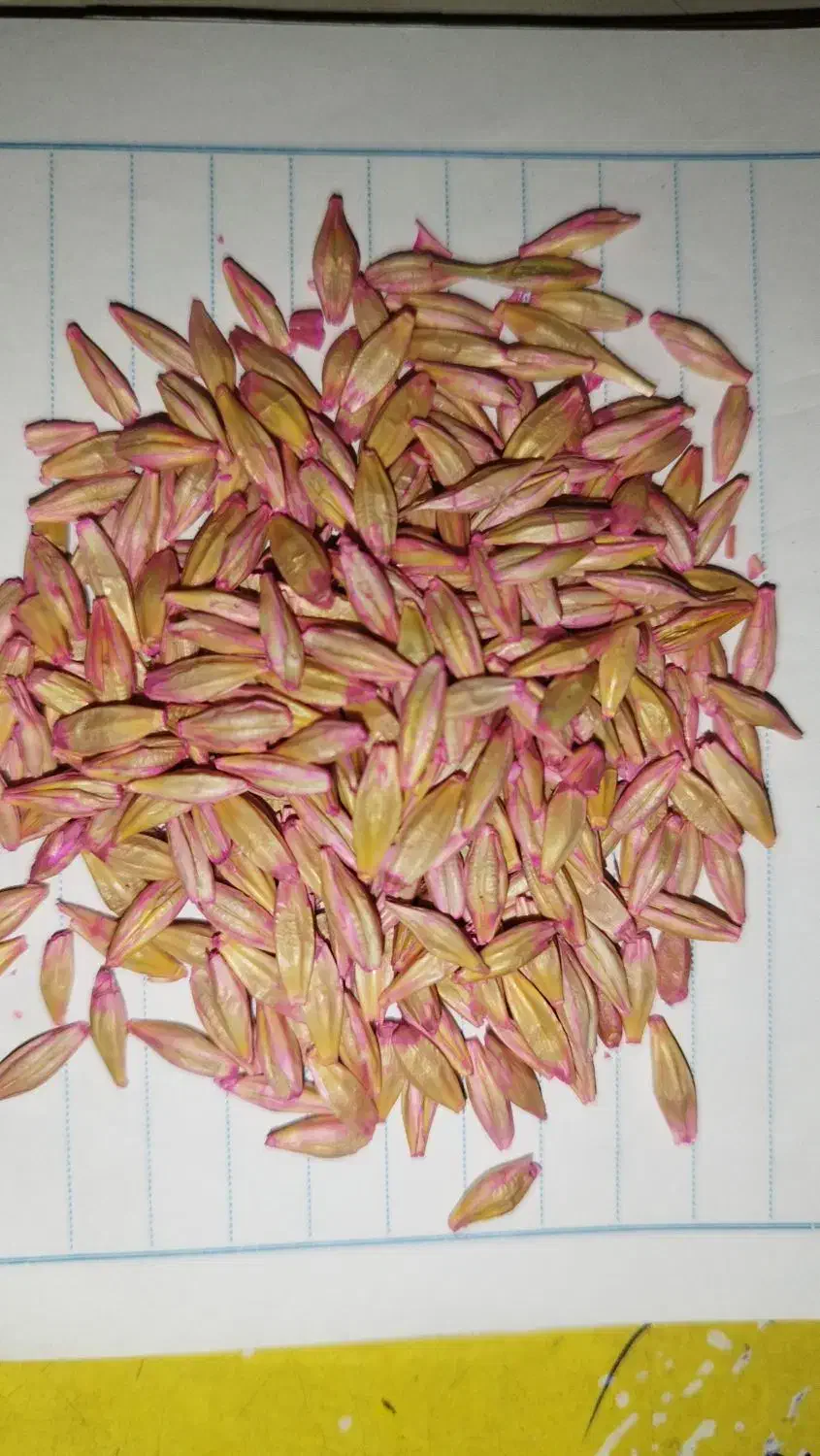 جو بذری|خدمات باغبانی و درختکاری|دهگلان, |دیوار