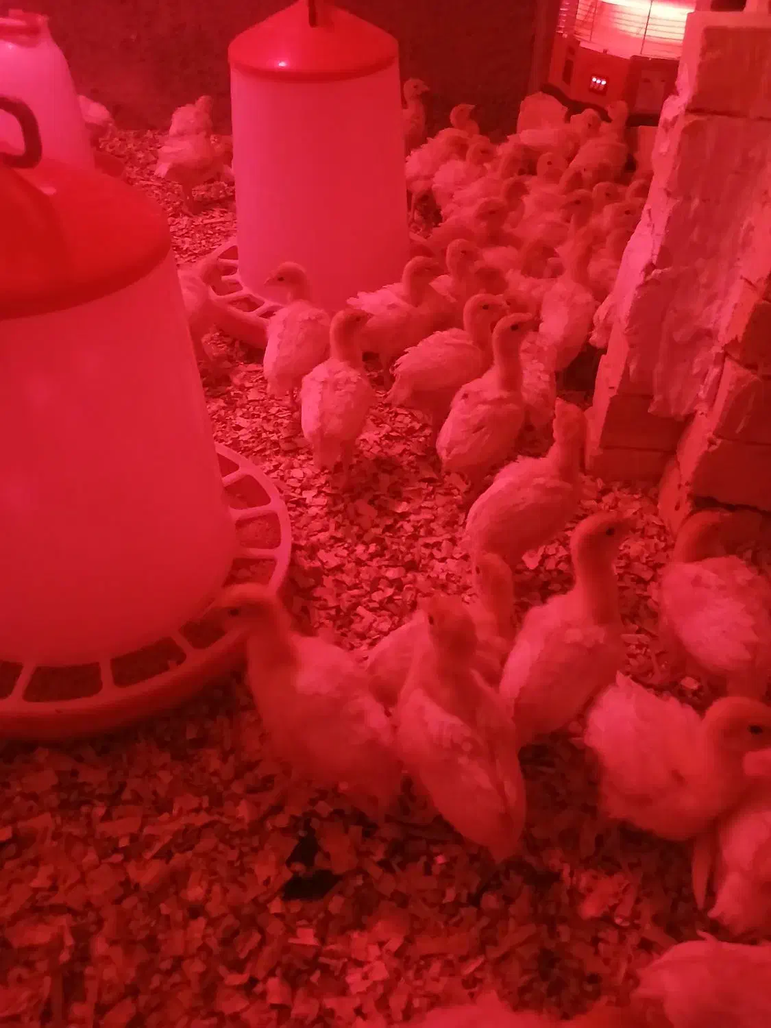 جوجه بوقلمون|حیوانات مزرعه|قم, صدوق|دیوار