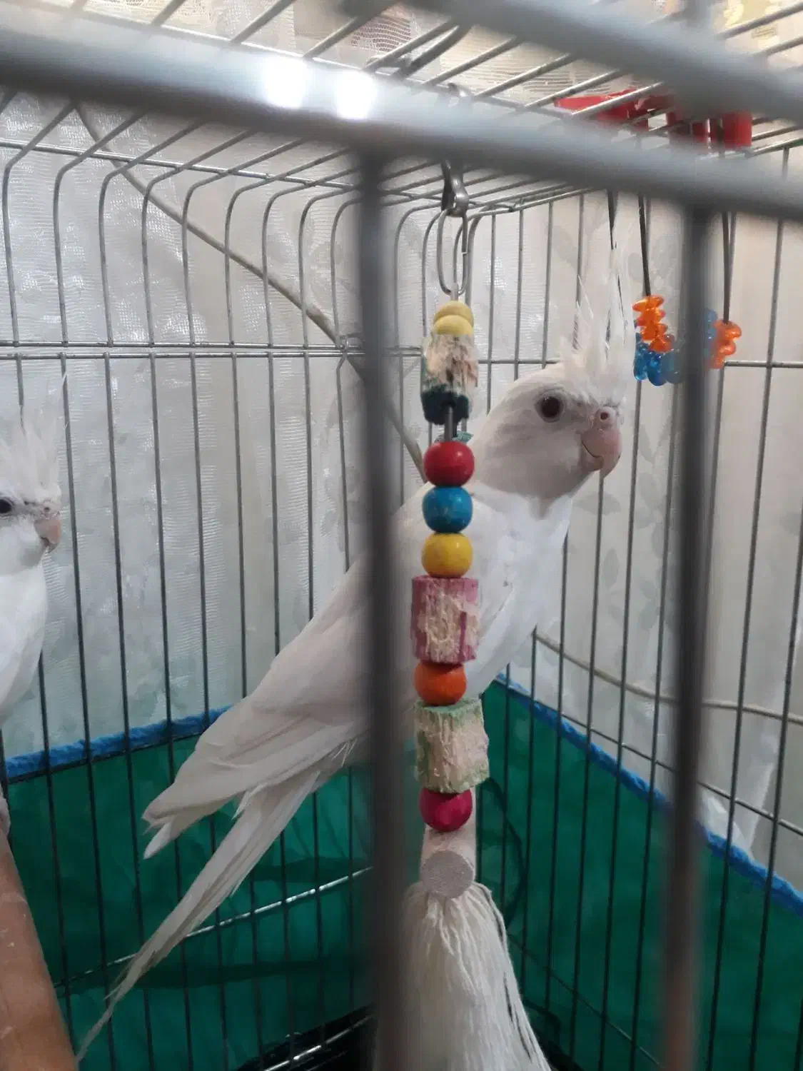 طوطی عروس سفید البینو|پرنده|رشت, باهنر|دیوار