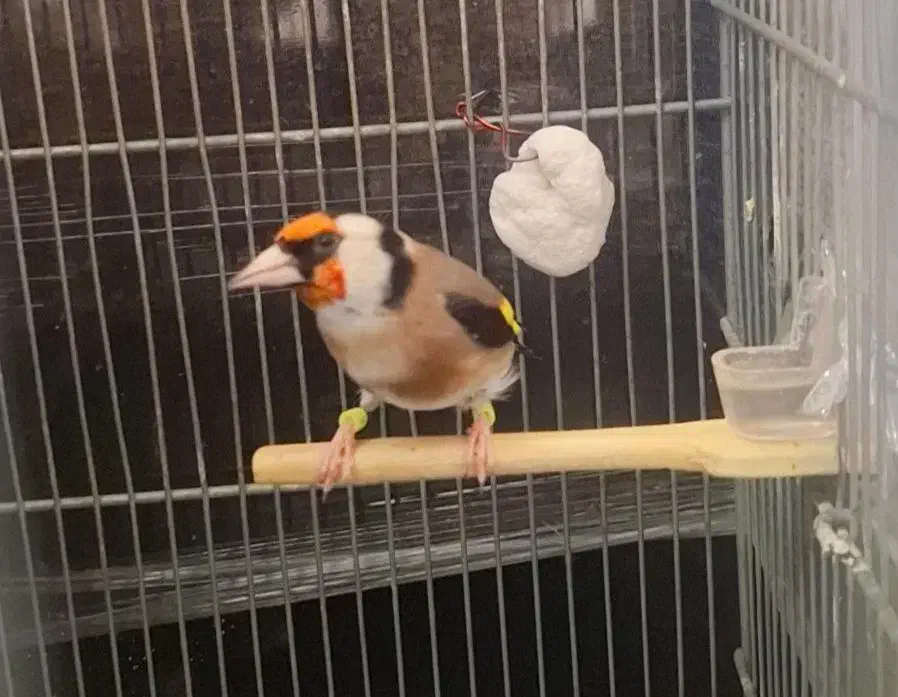 سهره|پرنده|سرپل ذهاب, |دیوار