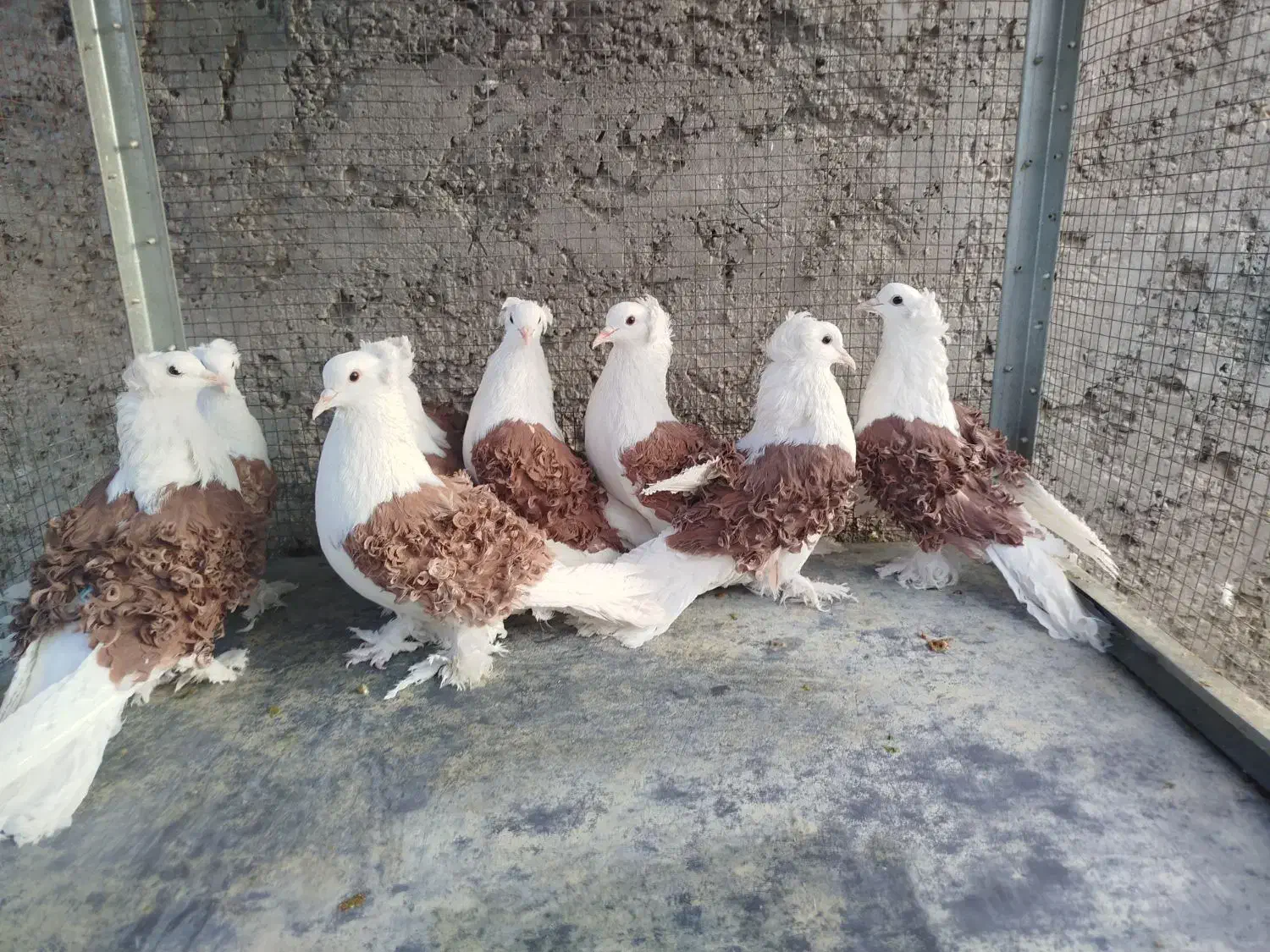 دوکت جکسون|پرنده|اصفهان, ارغوانیه|دیوار