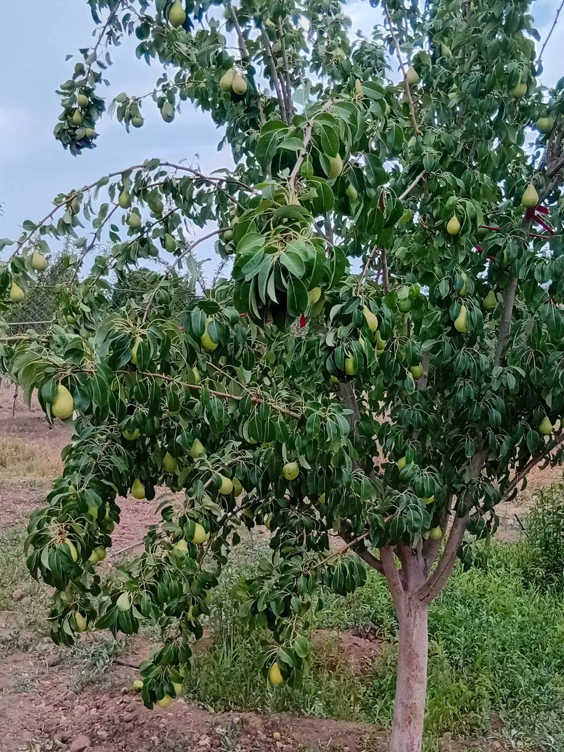 فروش یا معاوضه باغ|فروش زمین و ملک کلنگی|فریدونشهر, |دیوار