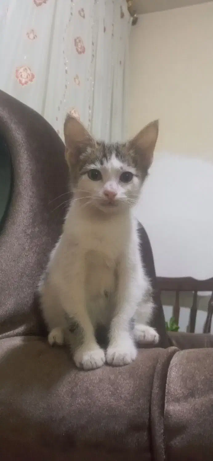 بچه گربه 3ماهه|گربه|کلاله, |دیوار