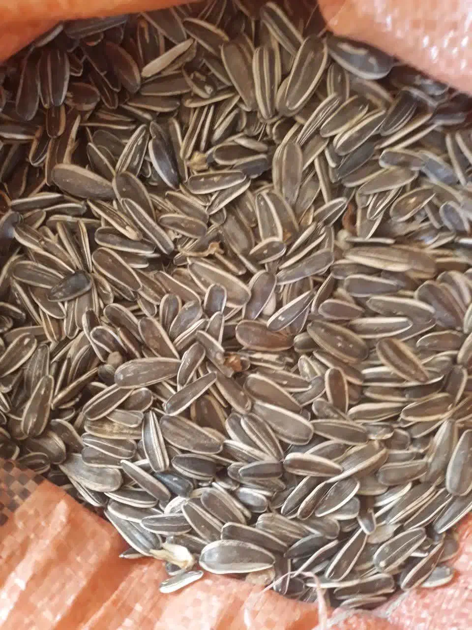 تخمه آفتابگردان اس 400|عمدهفروشی|قره ضیاالدین, |دیوار