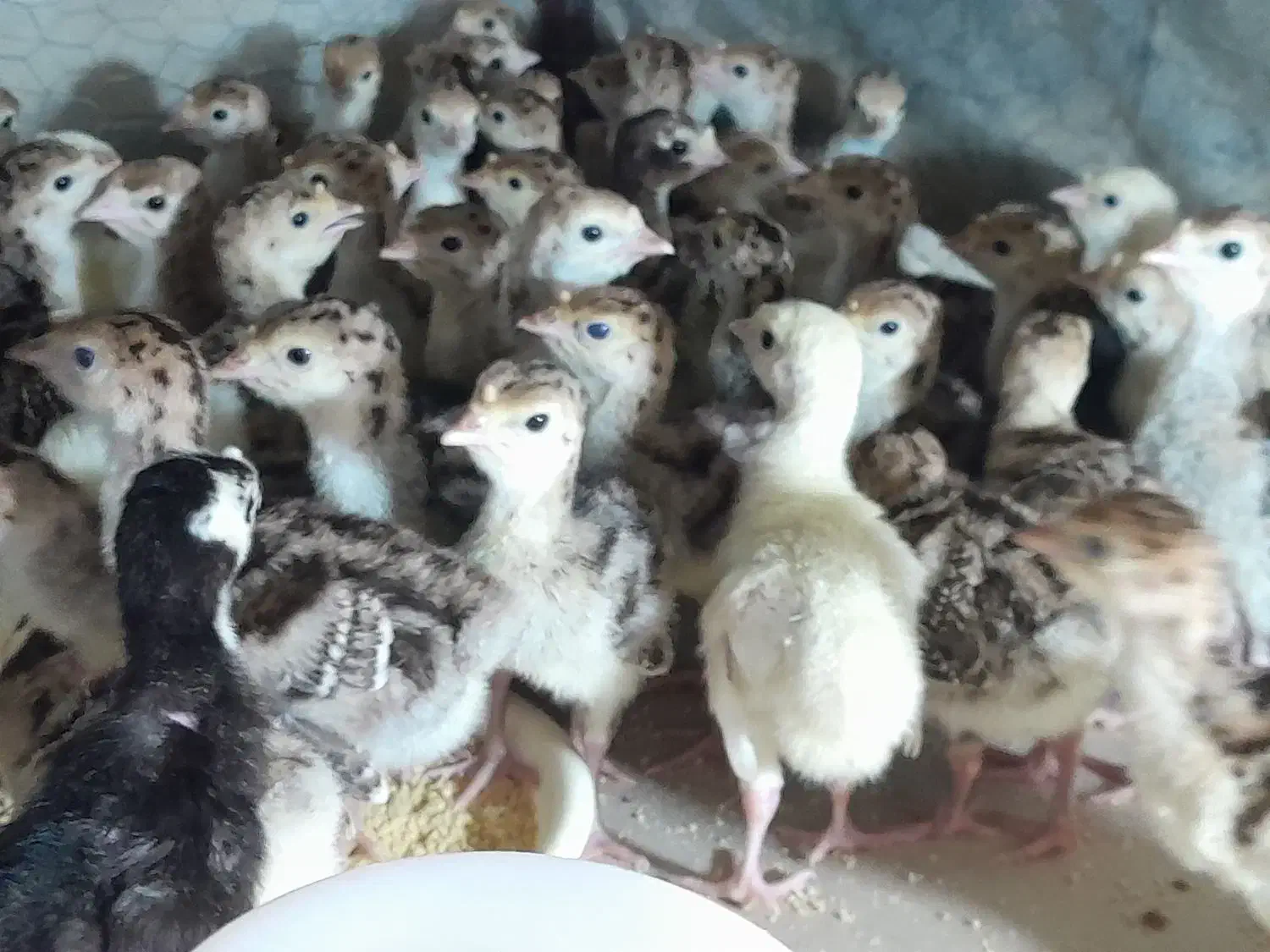 فروش جوجه بوقلمون برنز و محلی واکسن خورده|حیوانات مزرعه|آمل, |دیوار