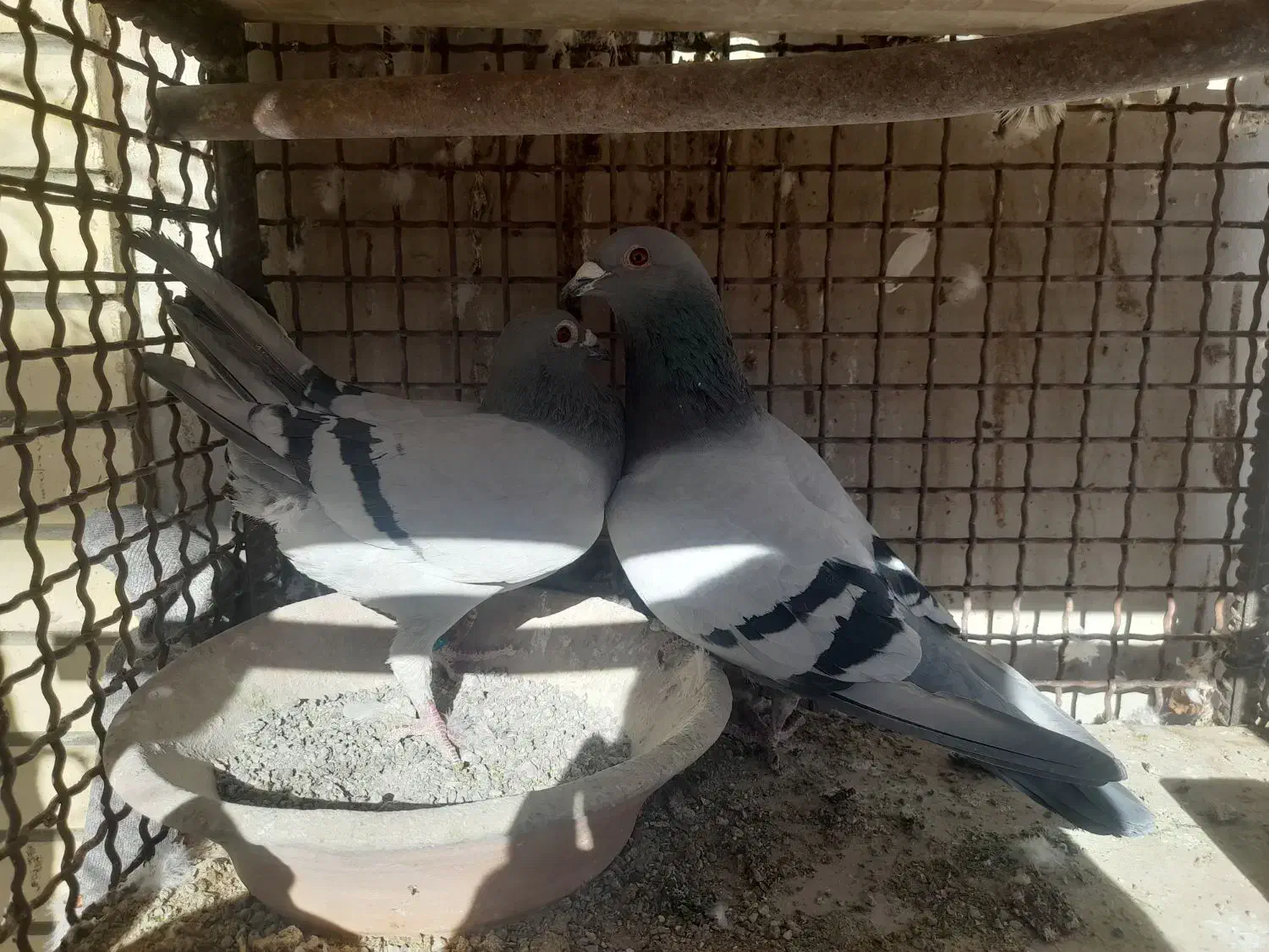 کبوتر|پرنده|مبارکه, |دیوار