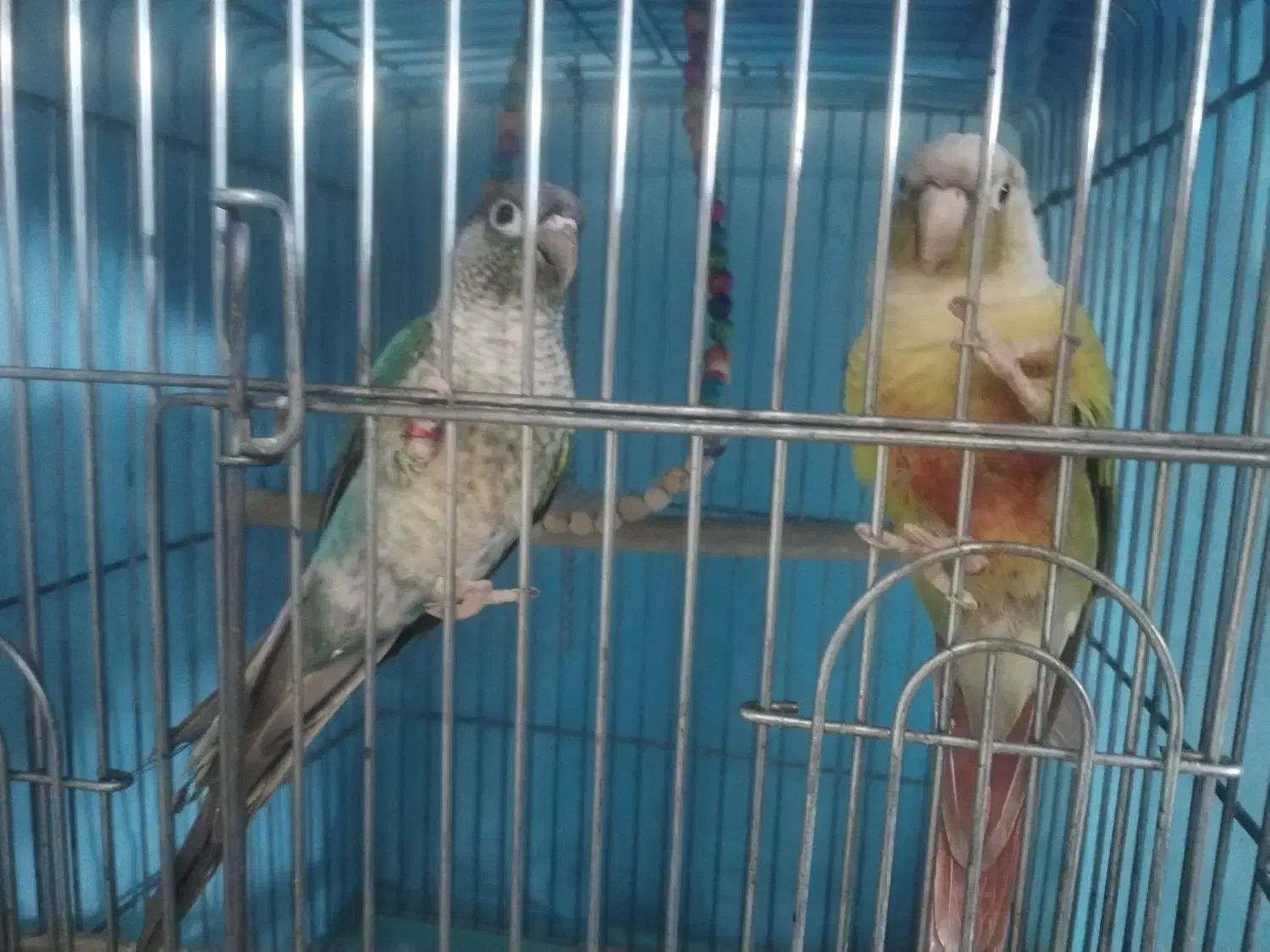 جفت گرینجیک|پرنده|مشهد, ادیب نیشابوری (شهرک غرب)|دیوار