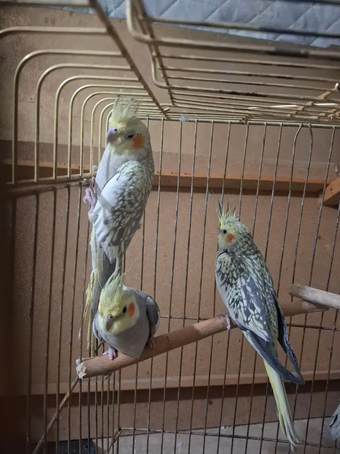 عروس هلندی|پرنده|تهران, جوادیه تهرانپارس|دیوار