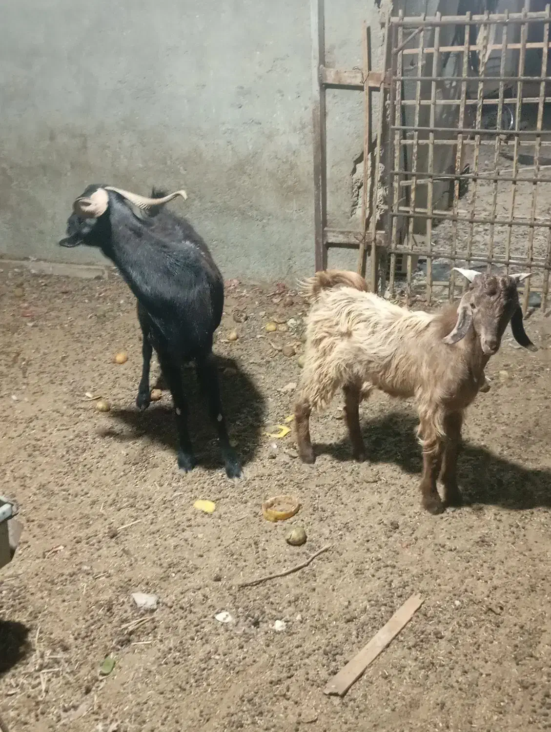 بز کهره دار|حیوانات مزرعه|سعدآباد, |دیوار