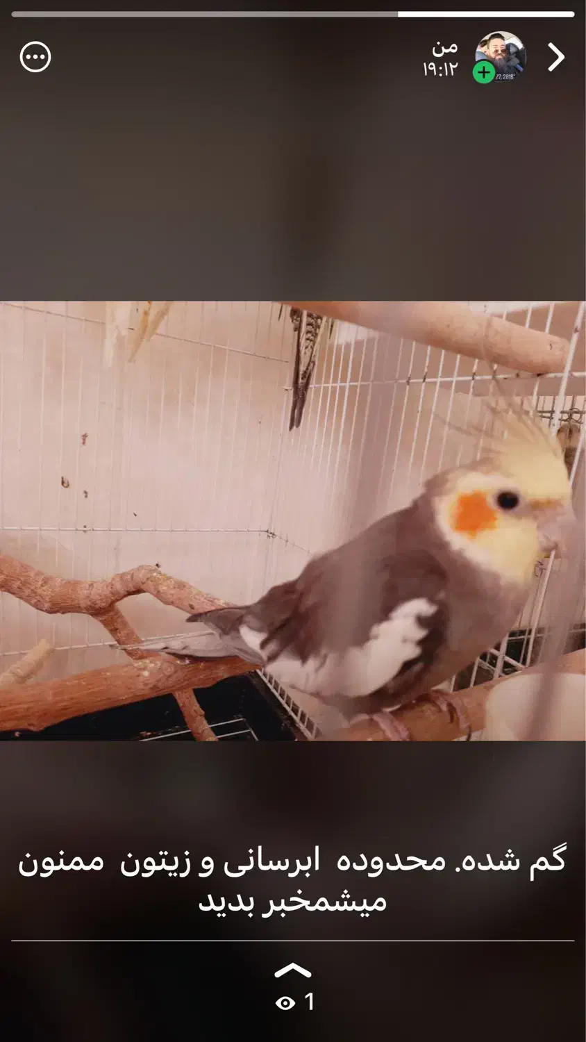 عروس هلندی گم شدن ابرسانی|حیوانات|برازجان, |دیوار