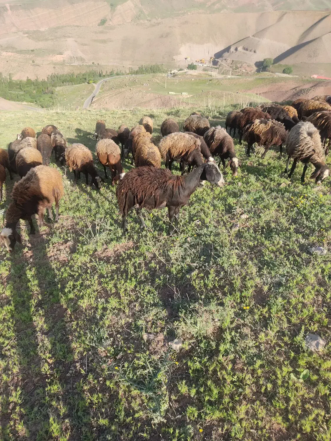 فروش میش آبستن|حیوانات مزرعه|طالقان, |دیوار