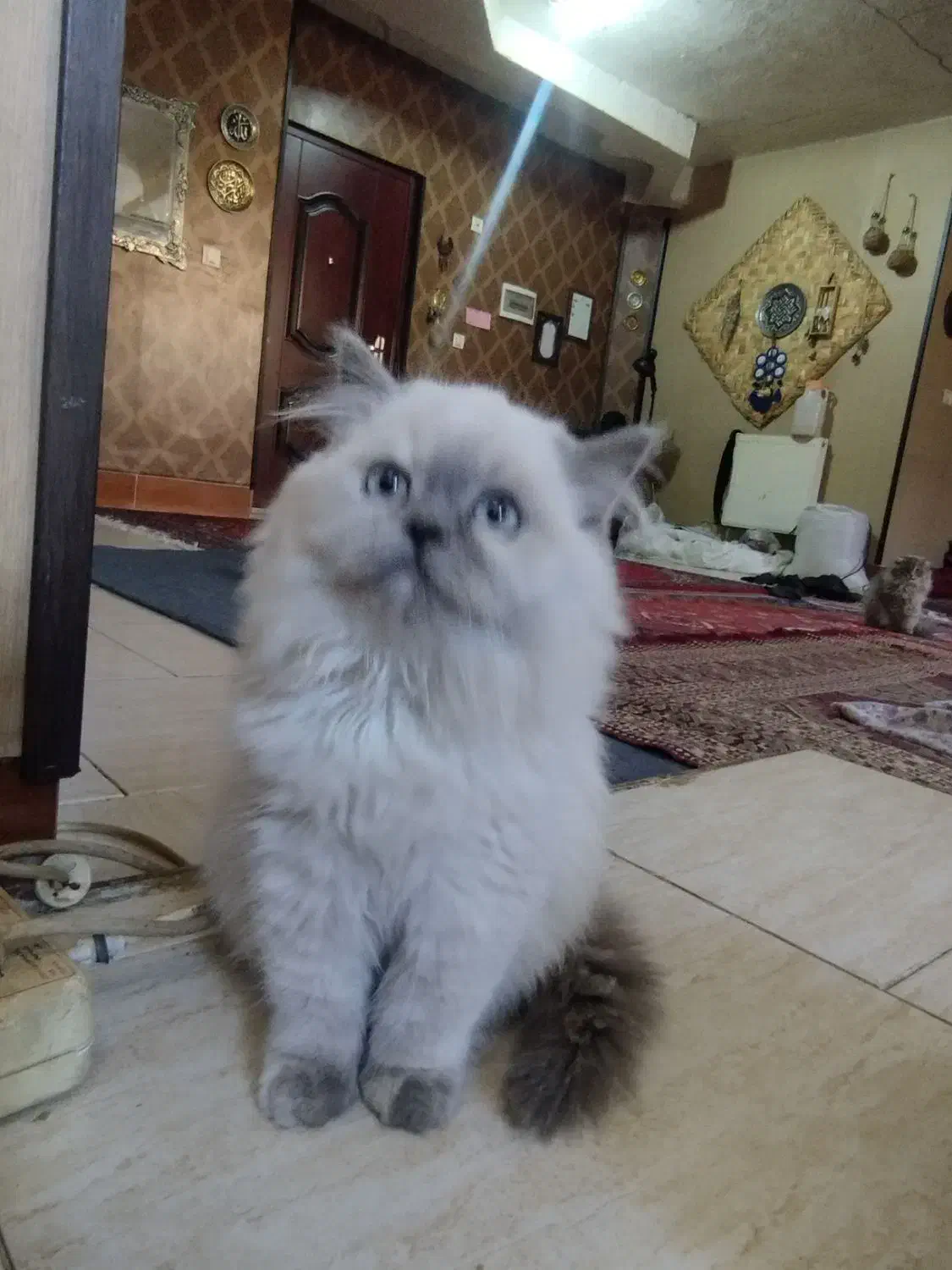 گربه|گربه|شیراز, نارنجستان|دیوار