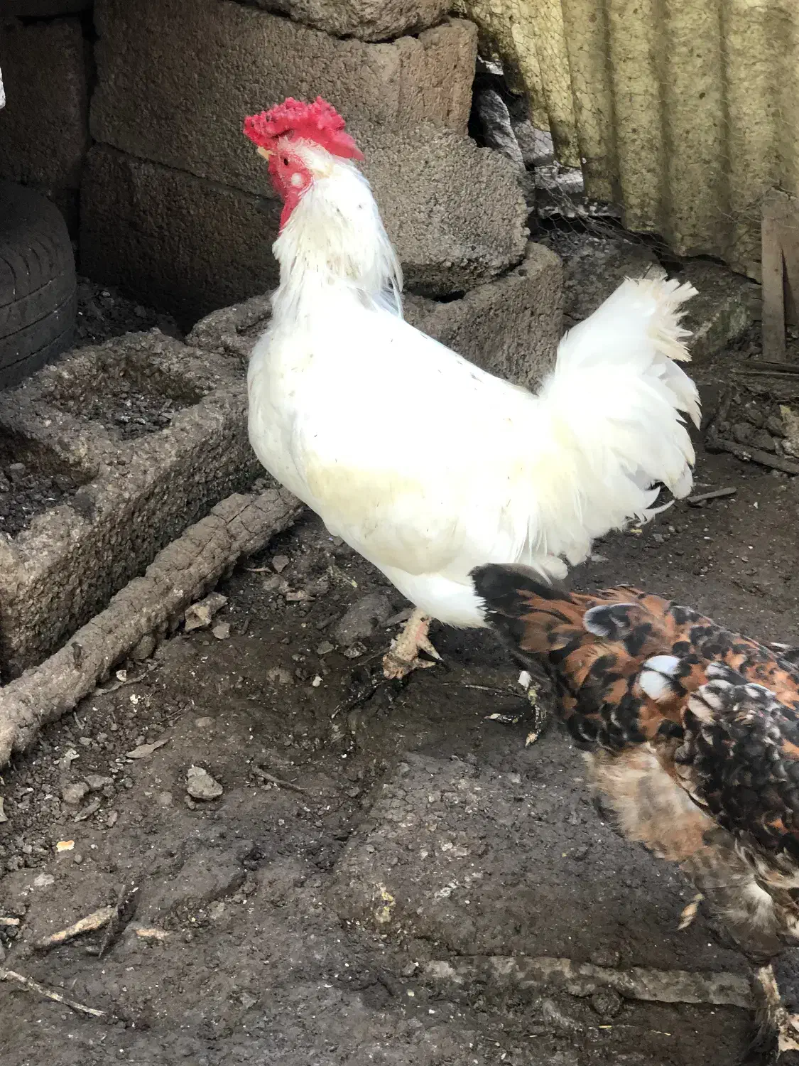 خروس پاپر|حیوانات مزرعه|قائمشهر, |دیوار