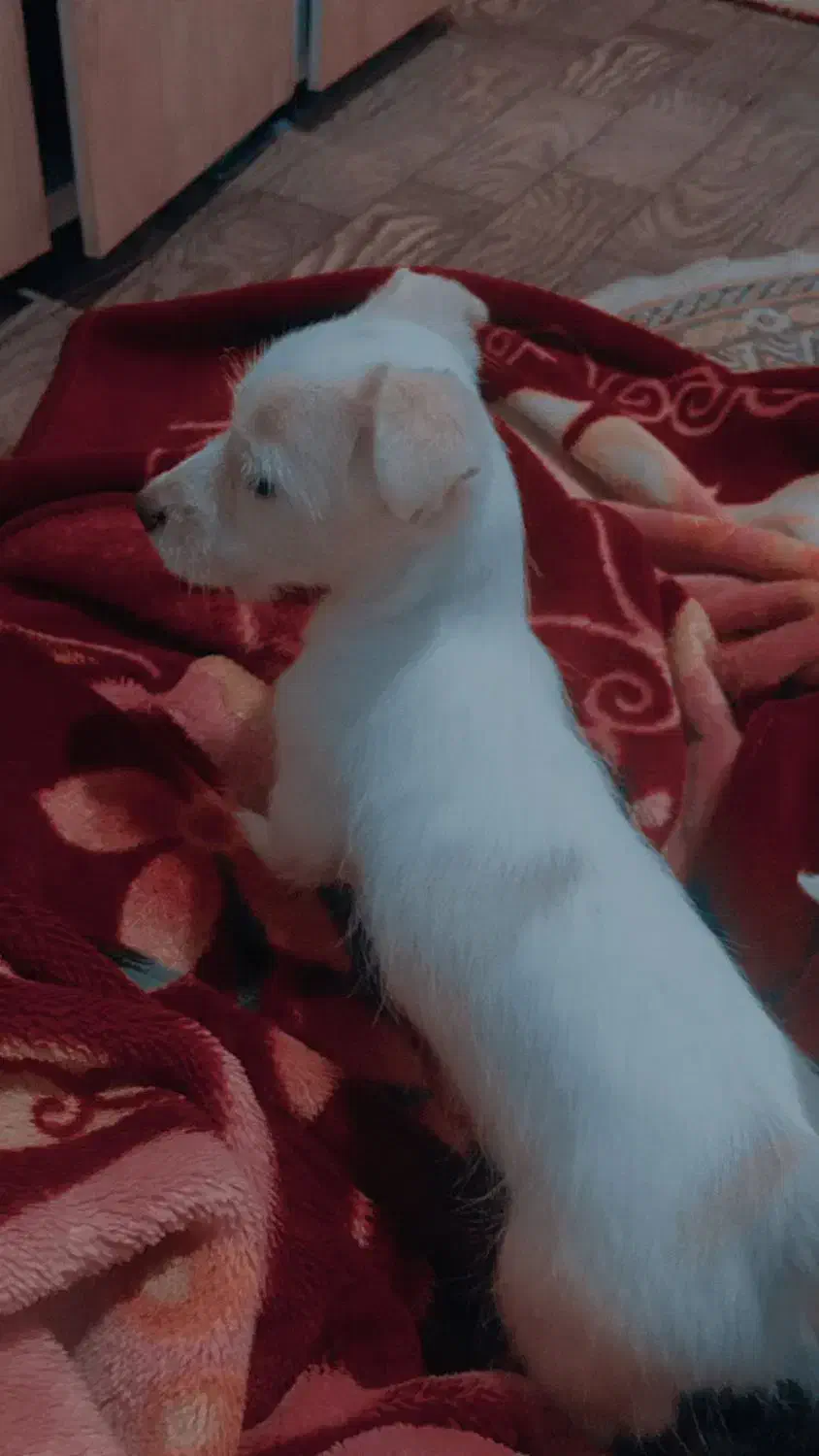 توله سگ|سگ|اردبیل, |دیوار