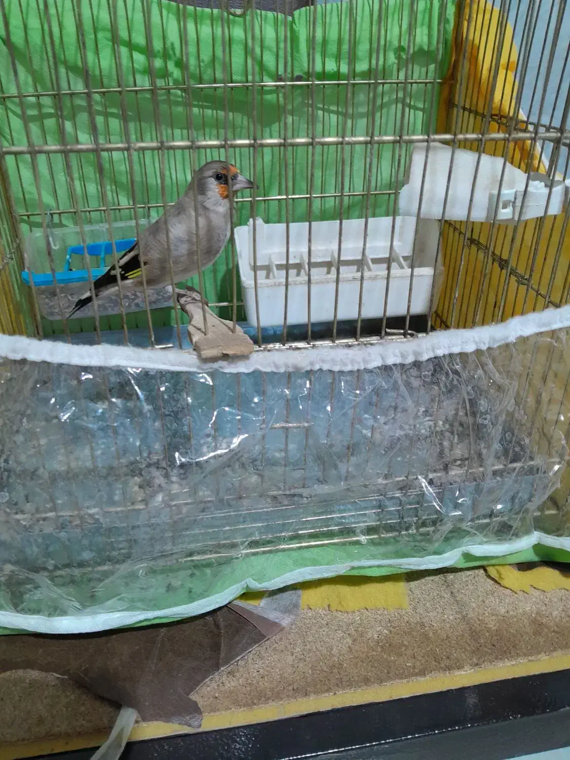 دوعدد سهره نر شلاقی دورگه|پرنده|بجنورد, |دیوار