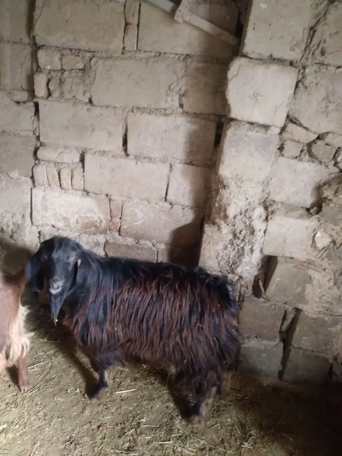 بزغاله چاق|حیوانات مزرعه|کنگاور, |دیوار