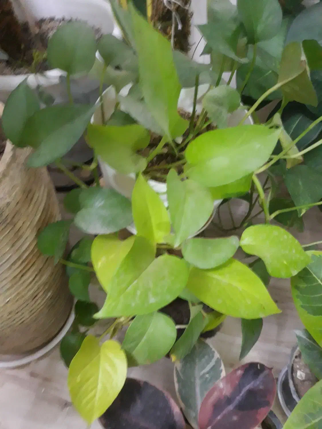 پتوس و سانس|گل و گیاه طبیعی|کاشان, فاز ۲ ناجی آباد|دیوار