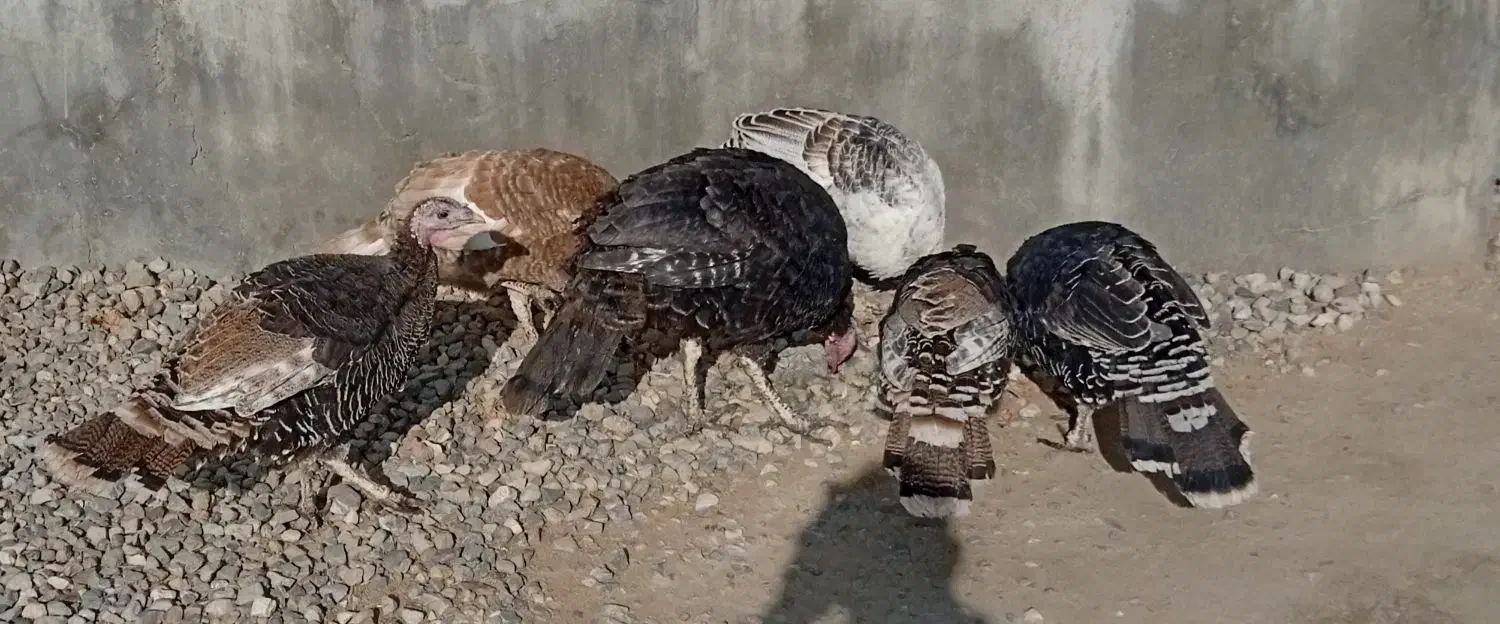 بوقلمون|حیوانات مزرعه|سلماس, |دیوار