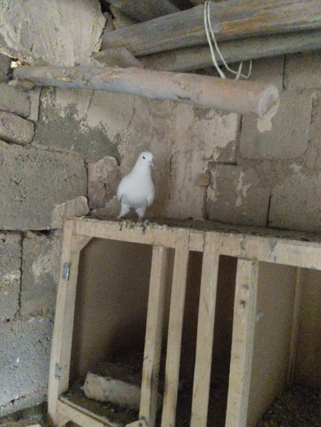 کبوتر کبوتر|پرنده|شاهین دژ, |دیوار