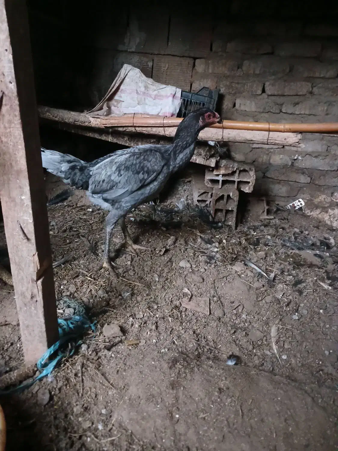 مرغ لاری|حیوانات مزرعه|سنگدوین, |دیوار