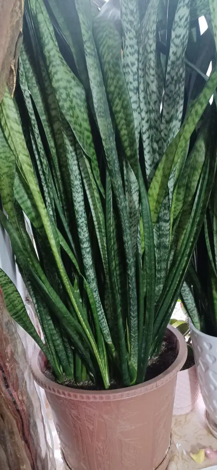 گل و گیاه|گل و گیاه طبیعی|بوئین زهرا, |دیوار