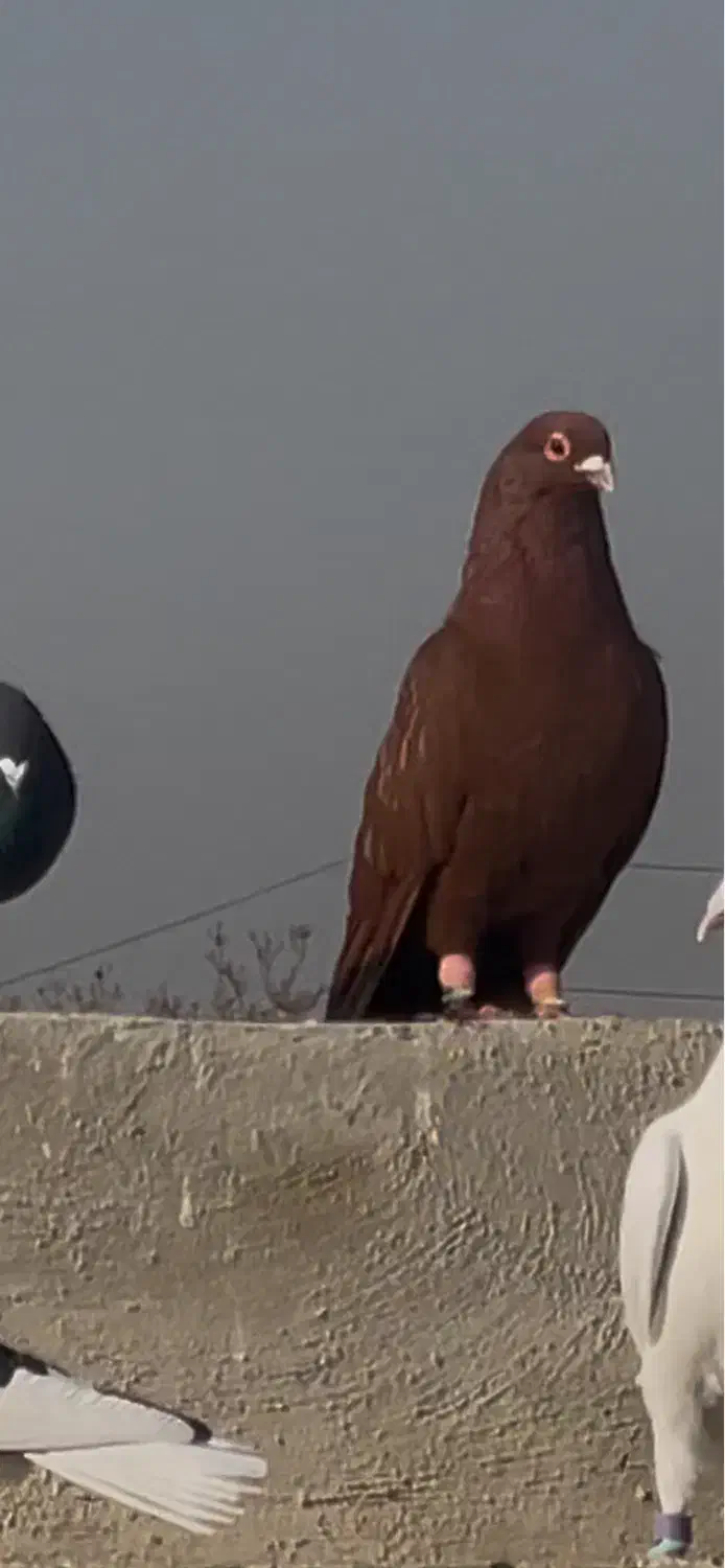 کفتر سرخ یهودی شهرستانی|پرنده|ری, دولت‌آباد|دیوار