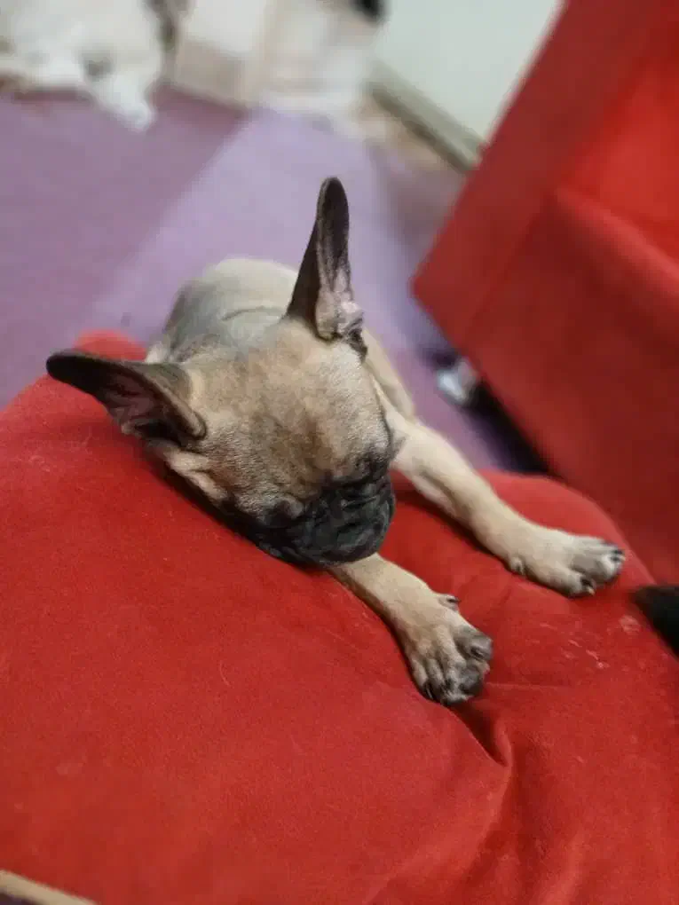 توله سگ فرنچ بولداگ فوری|سگ|تهران, خواجه نظام الملک|دیوار