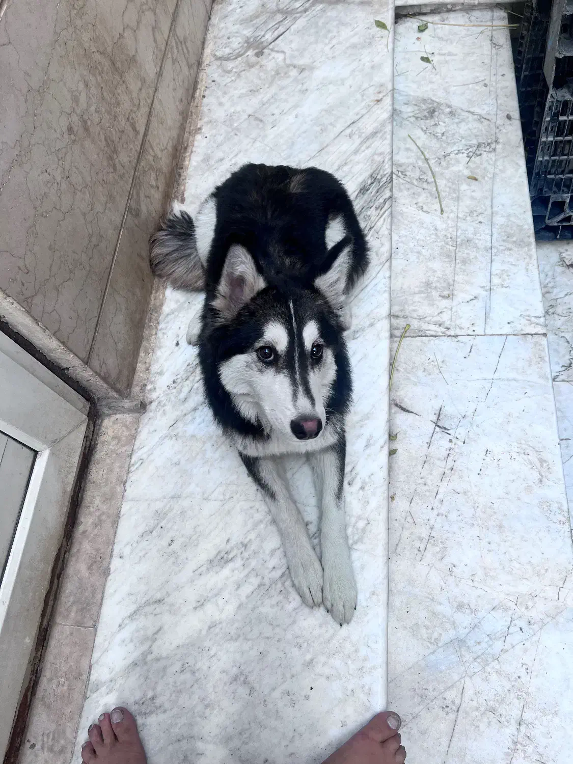 توله هاسکی و گرگ|سگ|تهران, والفجر (افسریه)|دیوار