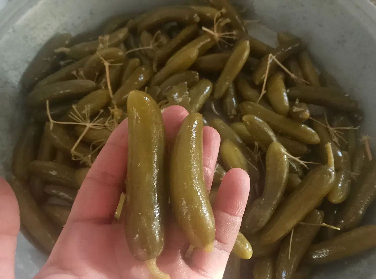 خیارشور تازه وبه قیمت مناسب سوپر نول ممتاز ویژه|خوردنی و آشامیدنی|شیروان (خراسان), |دیوار