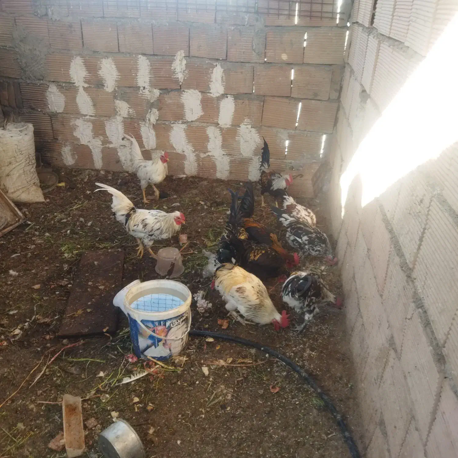 خروس گلین|حیوانات مزرعه|سبزوار, شهرک ابوذر|دیوار