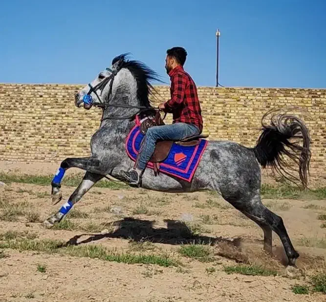 تعدادی اسب بی نظیر|اسب و تجهیزات اسب‌سواری|صفادشت, |دیوار