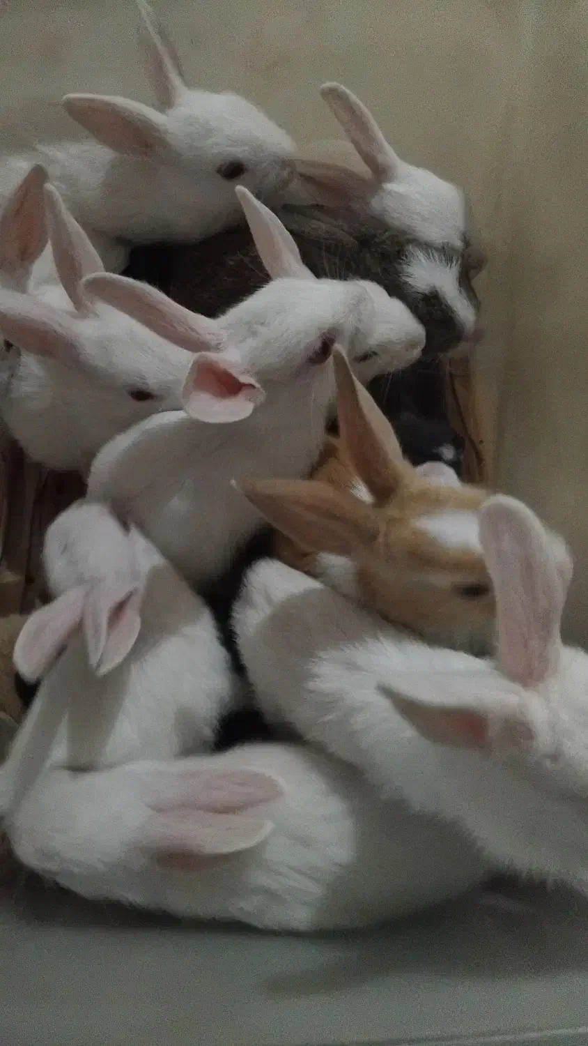 بچه خرگوش سالم باادب حرف گوش|موش و خرگوش|خرمآباد, |دیوار