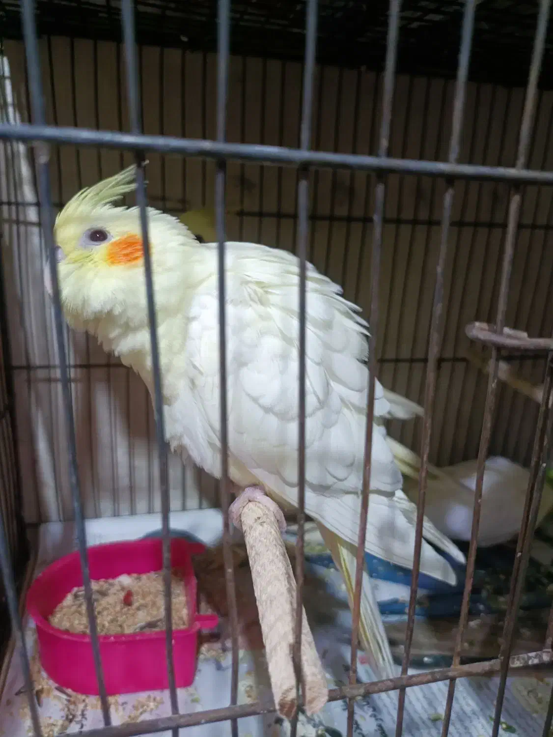 جوجه عروس|پرنده|قم, سربخش|دیوار