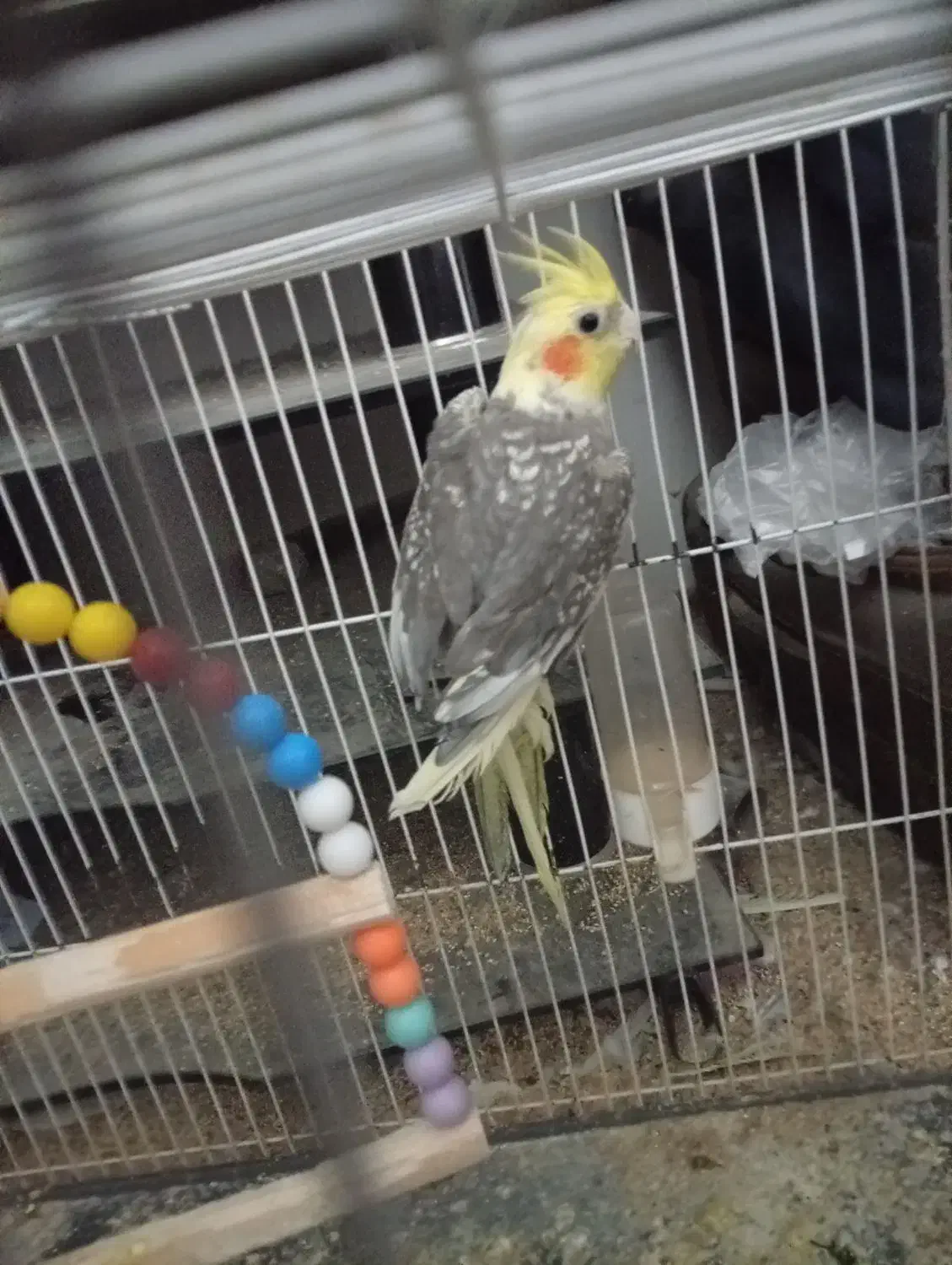 دو عدد عروس هلندی|پرنده|جیرفت, |دیوار